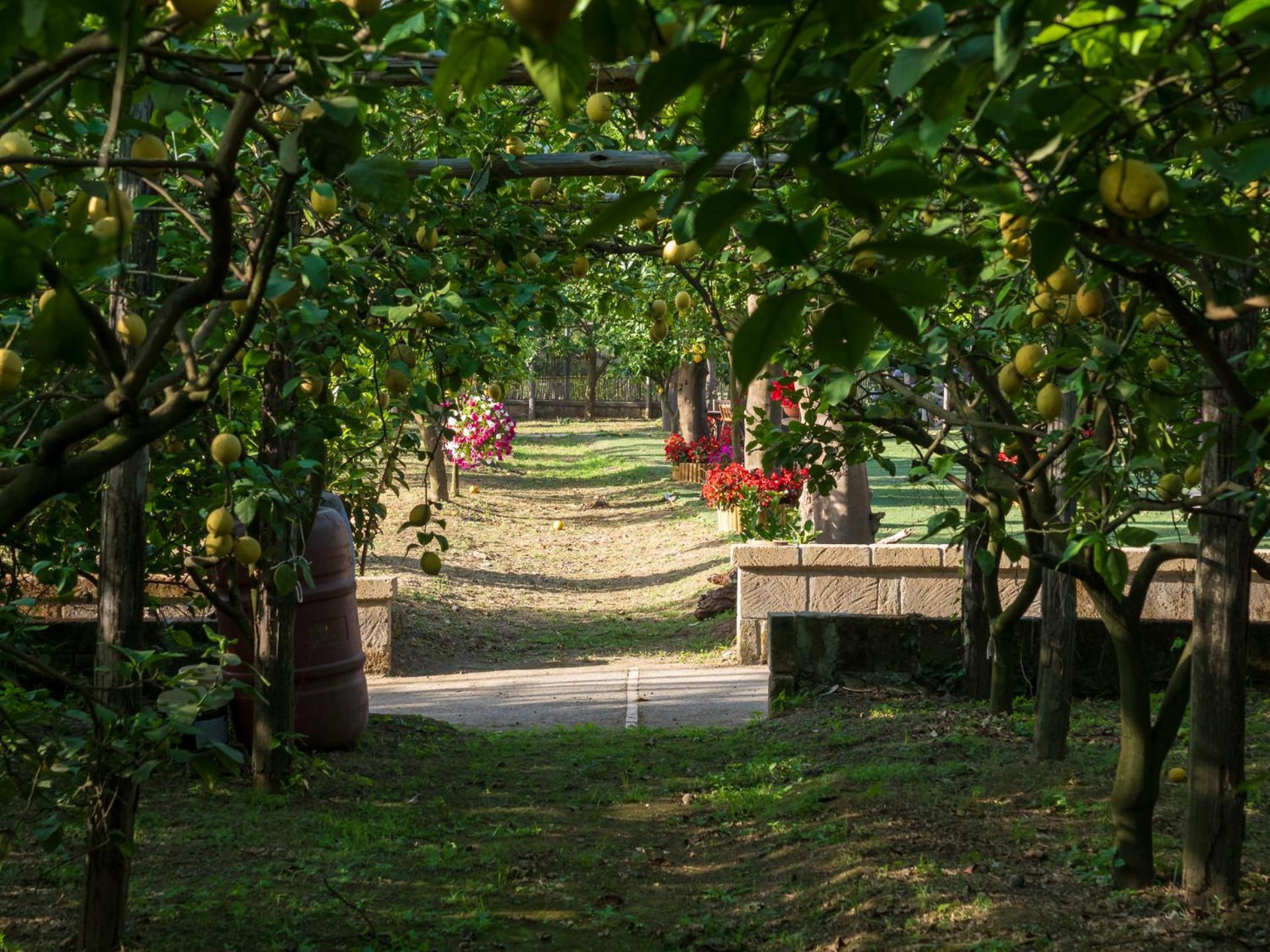 Villa Giardino Di Nonno Lucio - Surrounded By Lemon Tree à Piano di Sorrento Extérieur photo