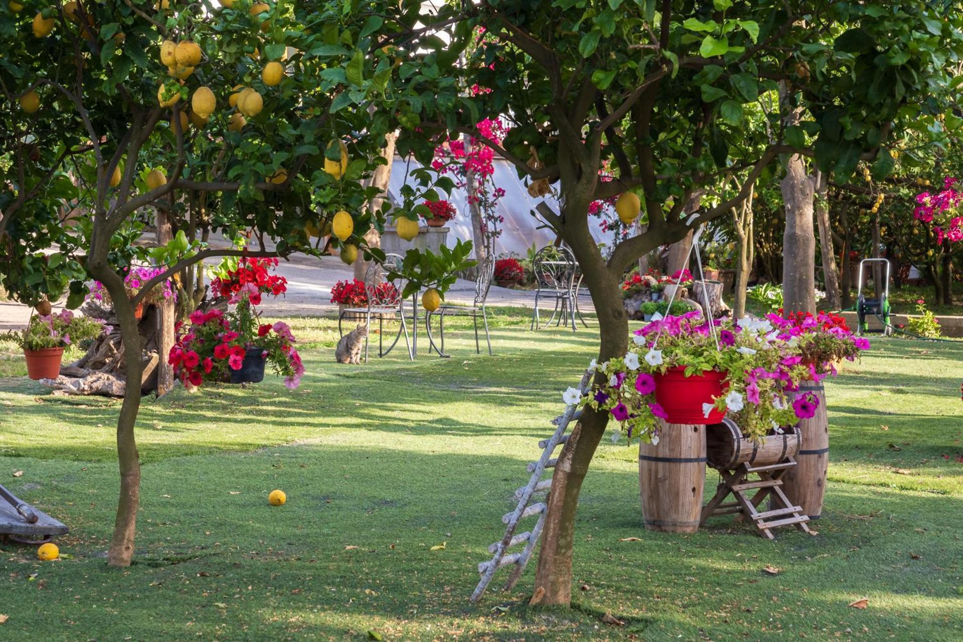 Villa Giardino Di Nonno Lucio - Surrounded By Lemon Tree à Piano di Sorrento Extérieur photo