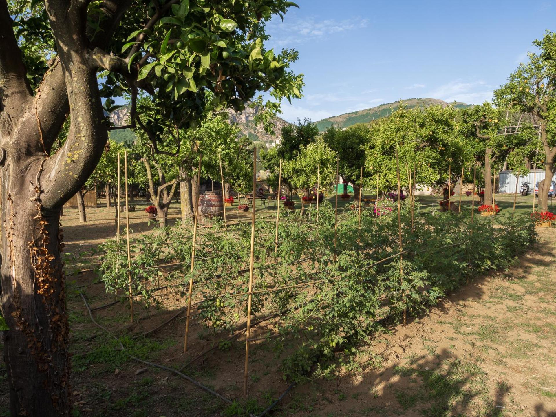 Villa Giardino Di Nonno Lucio - Surrounded By Lemon Tree à Piano di Sorrento Extérieur photo
